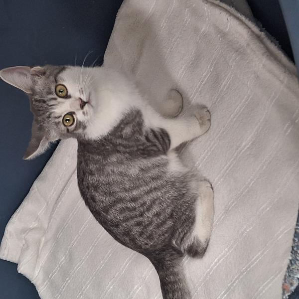 Europäische Hauskatze